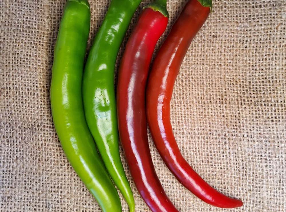 Seed Bound Hybrid Hot Pepper Seeds - Classic Type