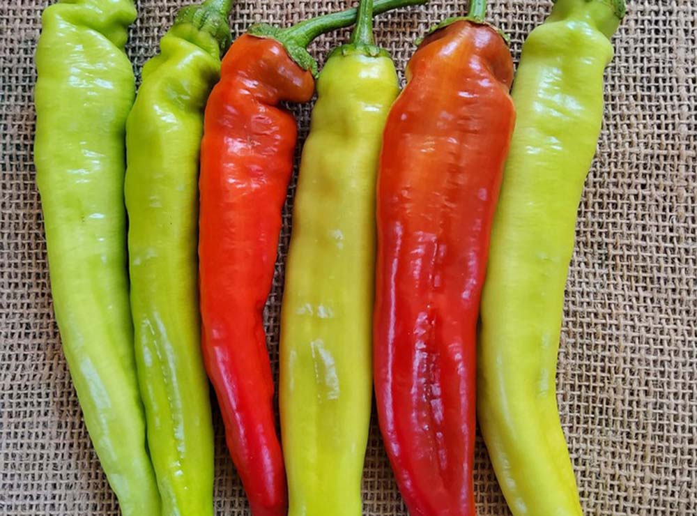 Seed Bound Hybrid Hot Pepper Seeds - Special Type