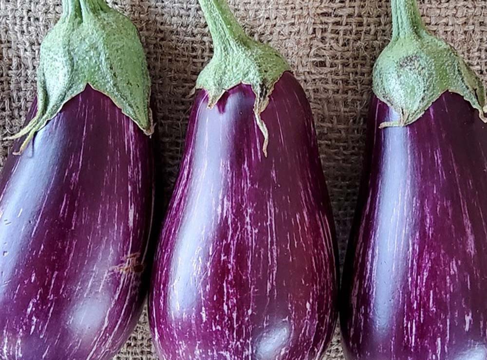 Seed Bound Hybrid Eggplant Seeds - Special Type