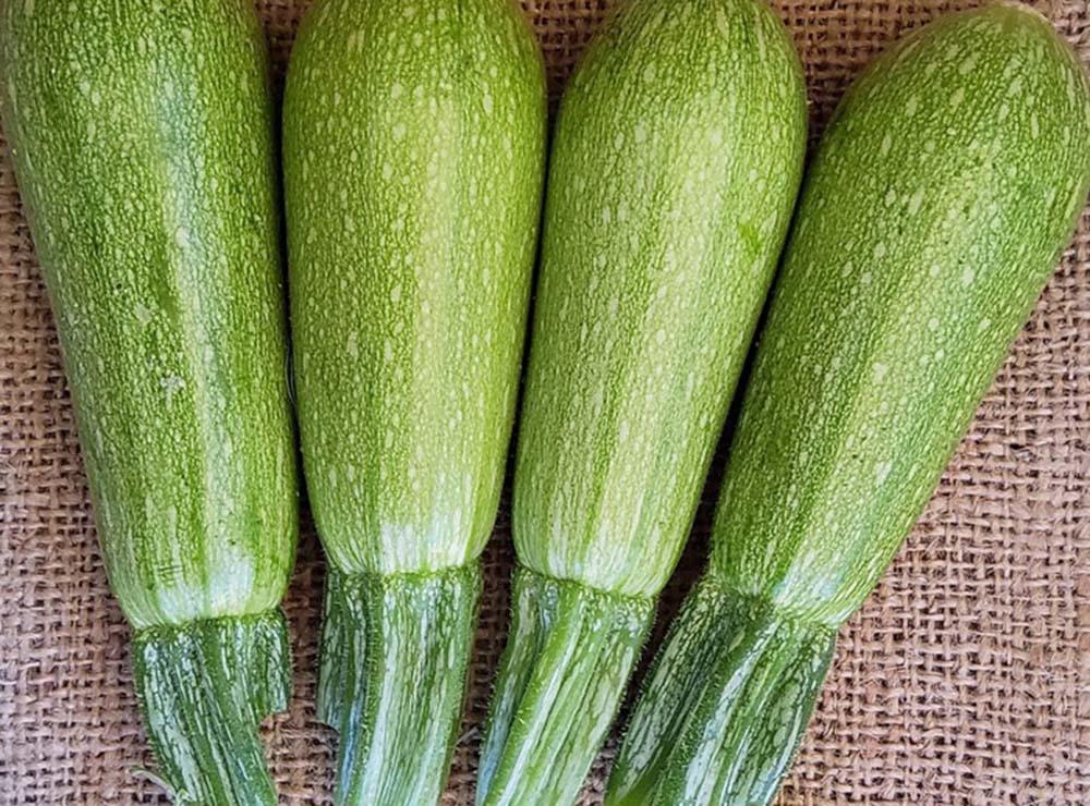 Seed Bound Hybrid Squash Seeds - Classic Type