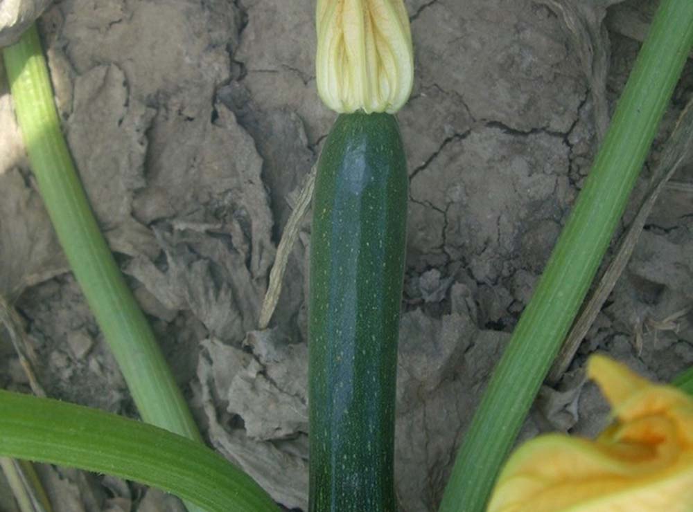 Seed Bound Hybrid Squash Seeds - Special Type