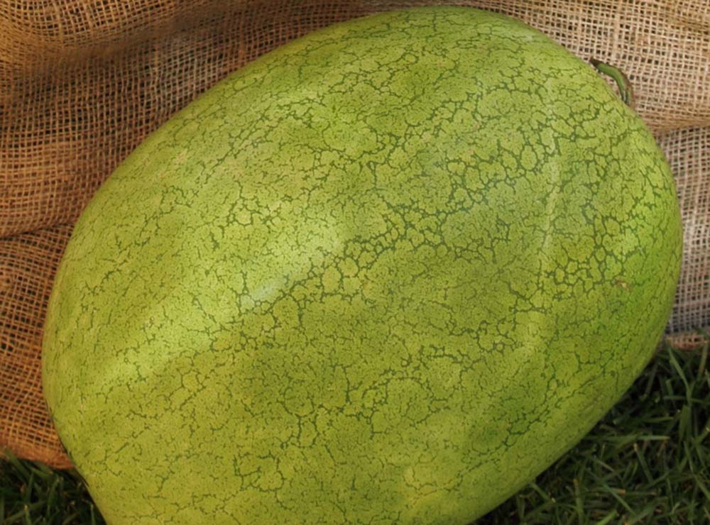 Seed Bound Hybrid Watermelon Seeds - Special Type