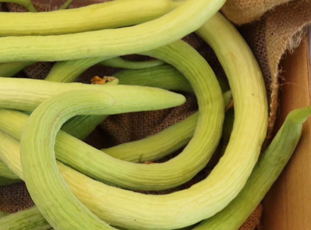 Seed Bound Hybrid Snake Melon (Mekti)