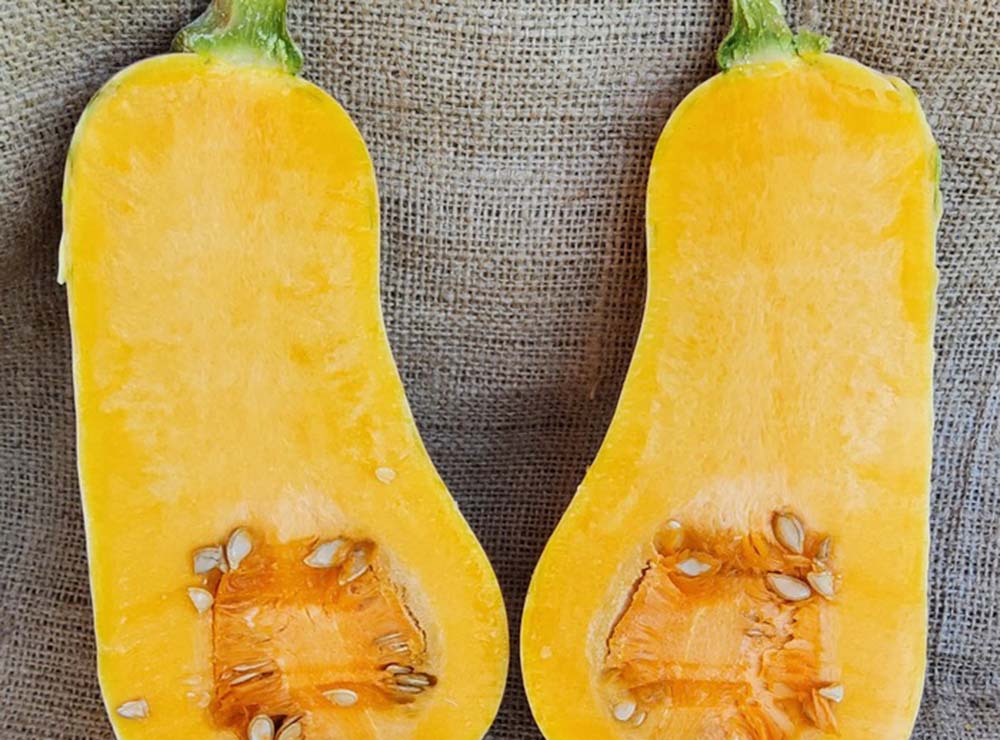 Seed Bound Hybrid Pumpkin Seeds