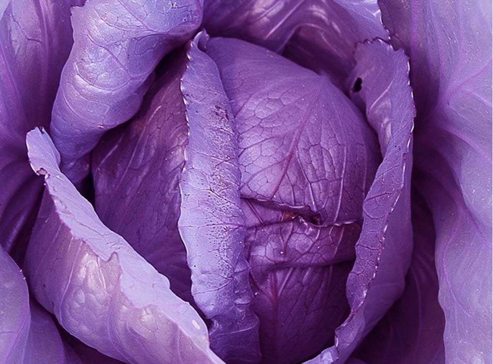 Seed Bound Hybrid Cabbage Seeds - Special Type