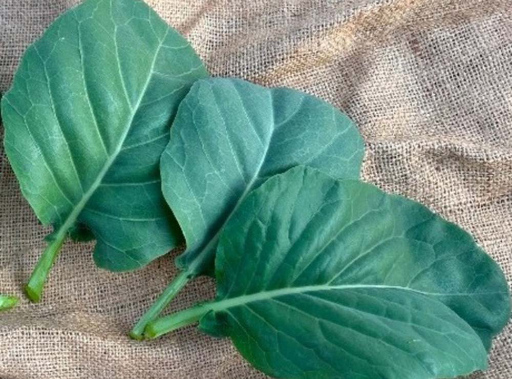 Seed Bound Hybrid Kale Seeds