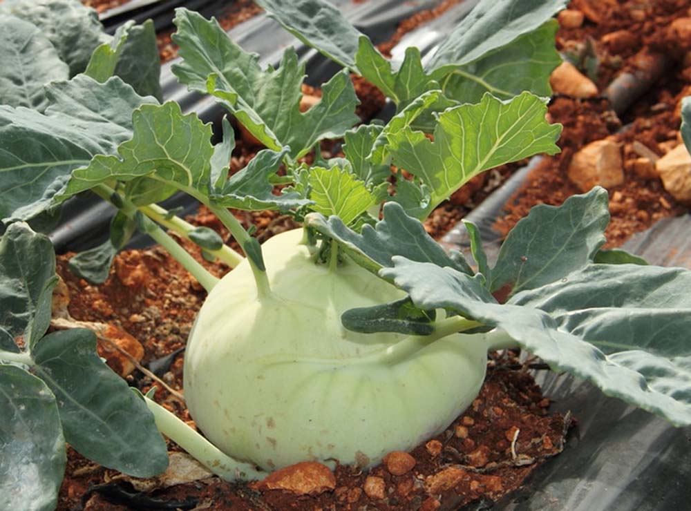 Seed Bound Hybrid Kohlrabi Seeds