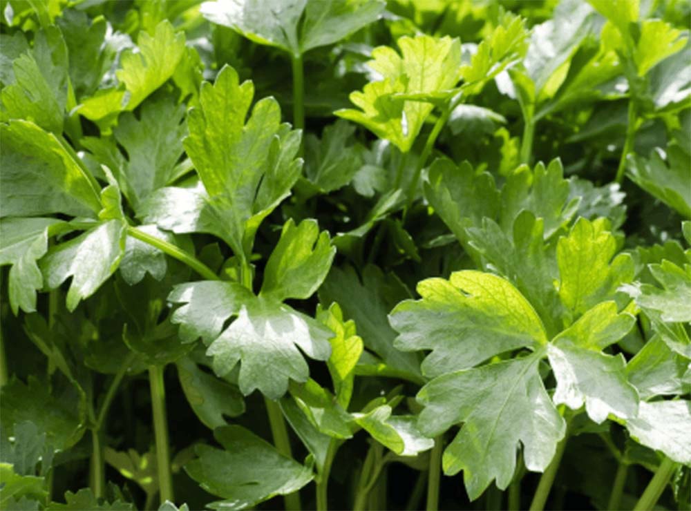 Seed Bound Coriander Seeds