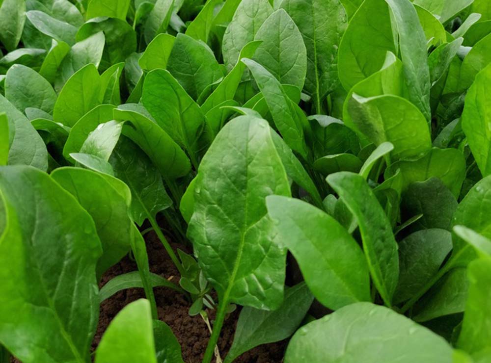 Seed Bound Spinach Seeds