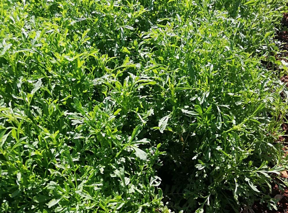 Seed Bound Garden Cress Seeds