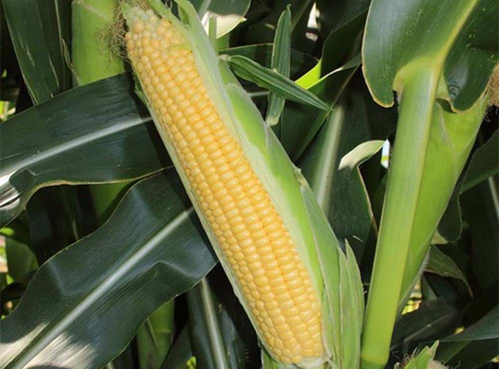 Seed Bound Hybrid Sweet Corn Seeds