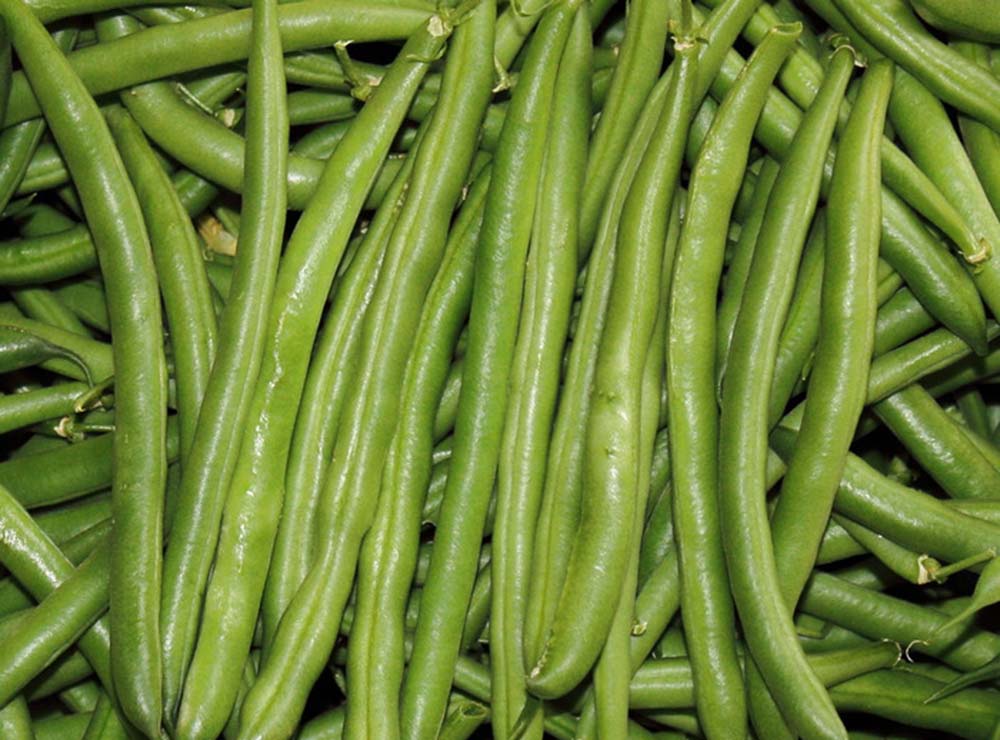 Seed Bound Beans Seeds
