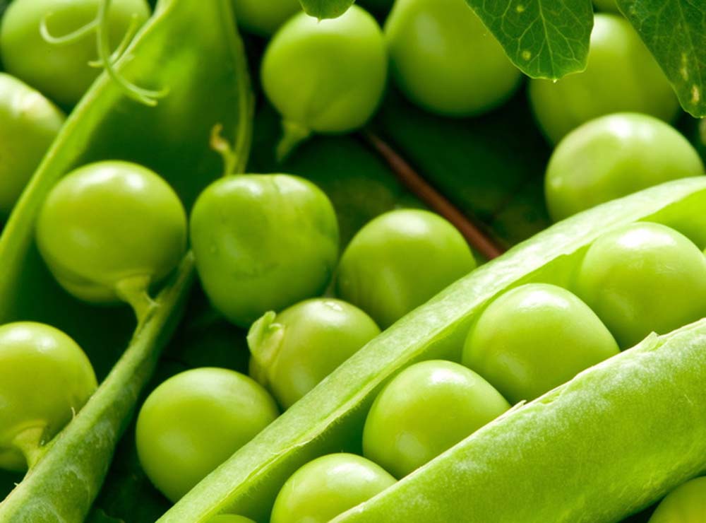 Seed Bound Peas Seeds