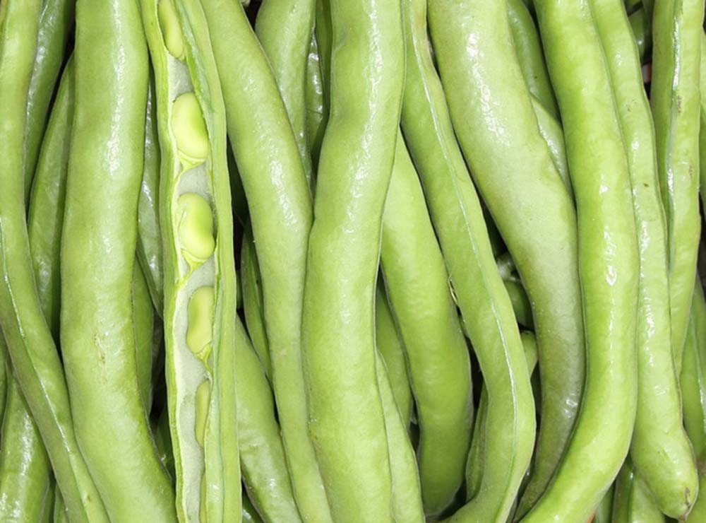 Seed Bound Broad Beans Seeds