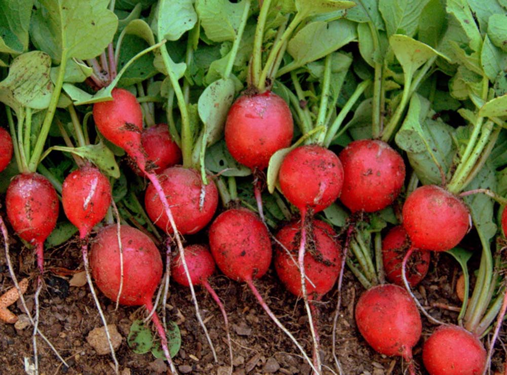 Seed Bound Hybrid Radish Seeds