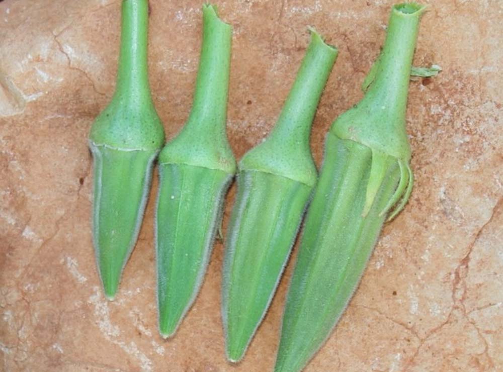 Seed Bound Hybrid Okra Seeds
