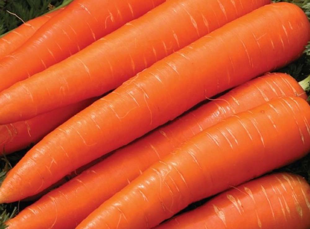 Seed Bound Carrot Seeds